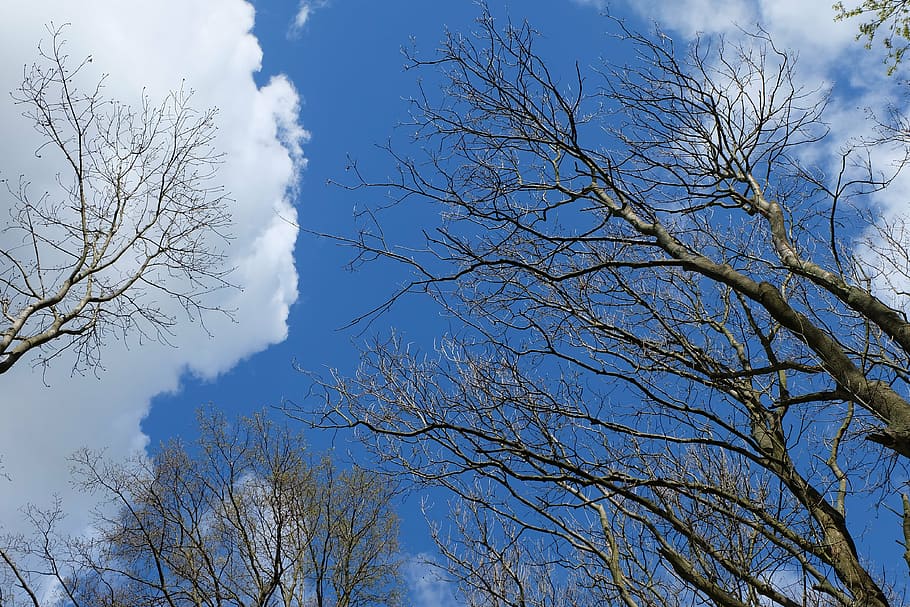 treetop, trees, sky, forest, nature, clouds, canopy, sky view HD wallpaper