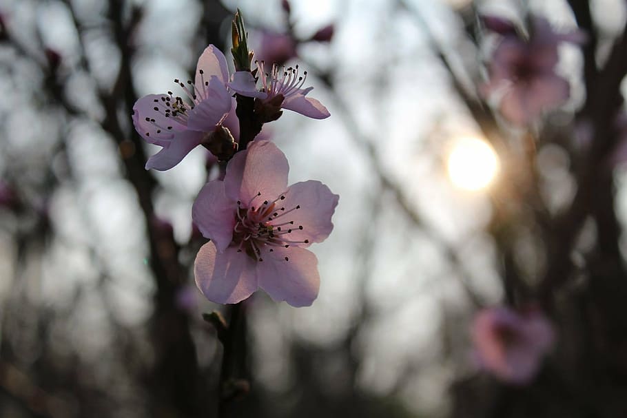 flowers, winter, sun, cold, pink flowers, sunset, nature, tree HD wallpaper
