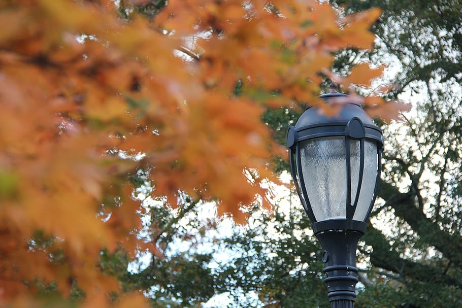 fall, leaves, co, autumn, fall leaves background, orange, maple HD wallpaper