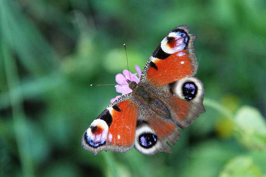 Nature, Flight, unfortunately, foreground, fauna, natural, butterfly HD wallpaper