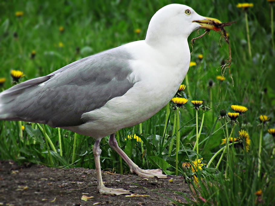 seagull, bird, grass, sea ​​birds, water bird, summer, animal themes HD wallpaper