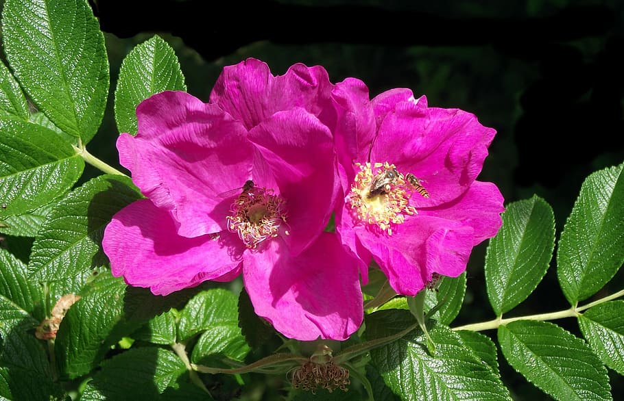 flower, rose, nature, leaf, plant, garden, insects, growth HD wallpaper