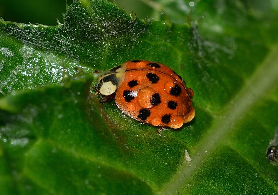 ladybug, beetles, cocinella, harmonia, axyridis, dew, insect HD wallpaper