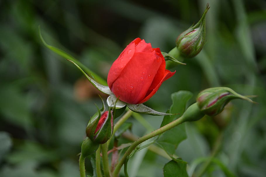 selective focus photography of red rose flower, pink, flora HD wallpaper