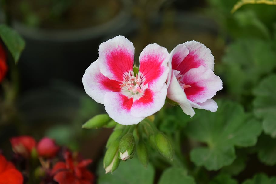 Pink, Roses, Spring, pink roses, bloaming, nature, plant, flower HD wallpaper