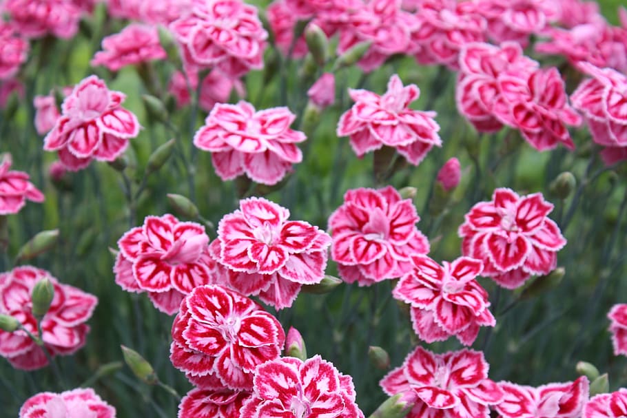 Carnation, Pink, Flowers, summer, blossom, bloom, pink color HD wallpaper