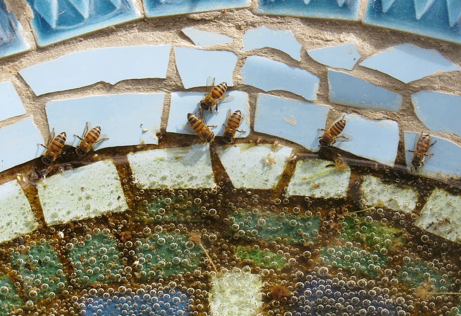 bees, drink, water, pond, mosaic, bird, bath, blue, insect HD wallpaper