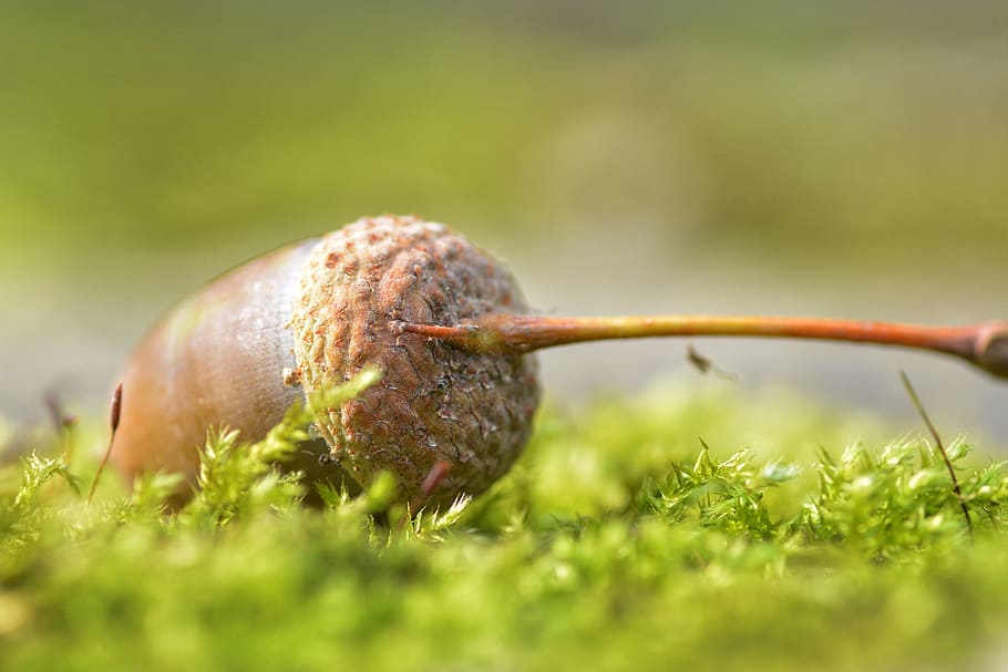 selective focus photography of acorn, oak, fruit, tree fruit HD wallpaper