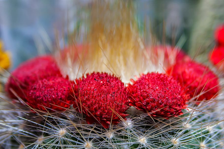 cactus, prickly, nature, spur, bloom, flowers, sting, plant HD wallpaper