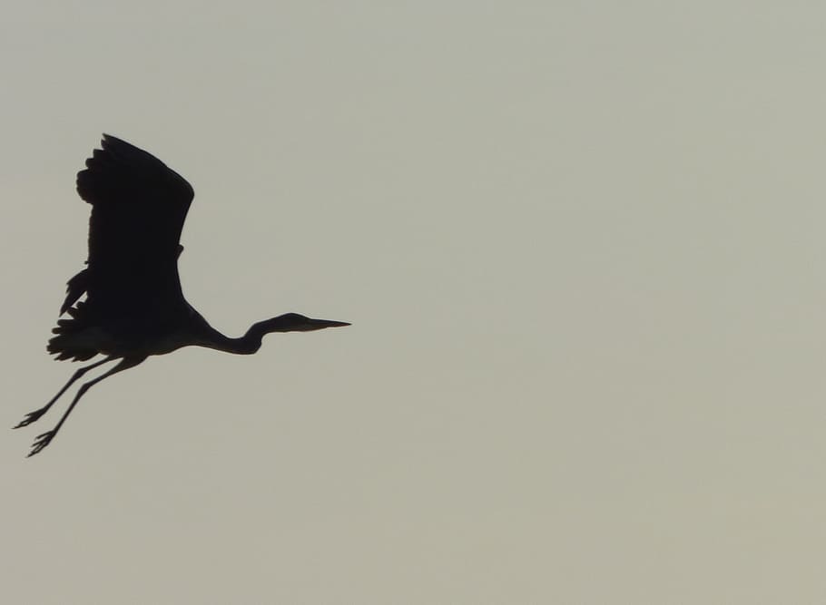 Bird, Heron, Pen, Nature, Ornithology, crane, long legs, long neck HD wallpaper