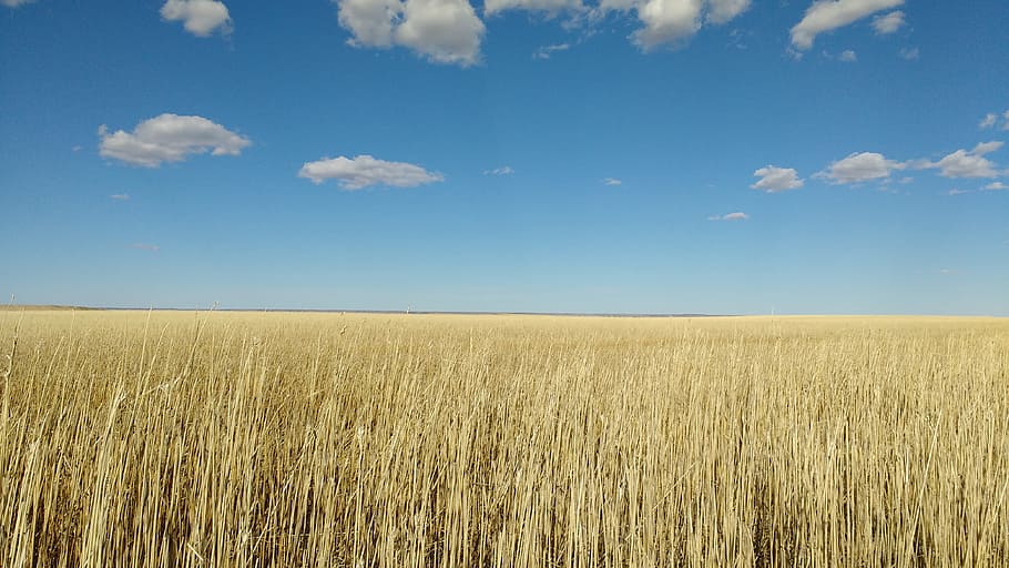 Corn, Sky, Landscape, Field, blue, agriculture, nature, rural HD wallpaper
