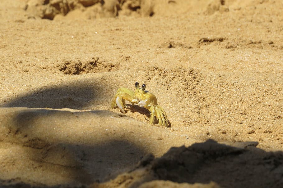 crab, tropical, sand, animal themes, animal wildlife, animals in the wild HD wallpaper