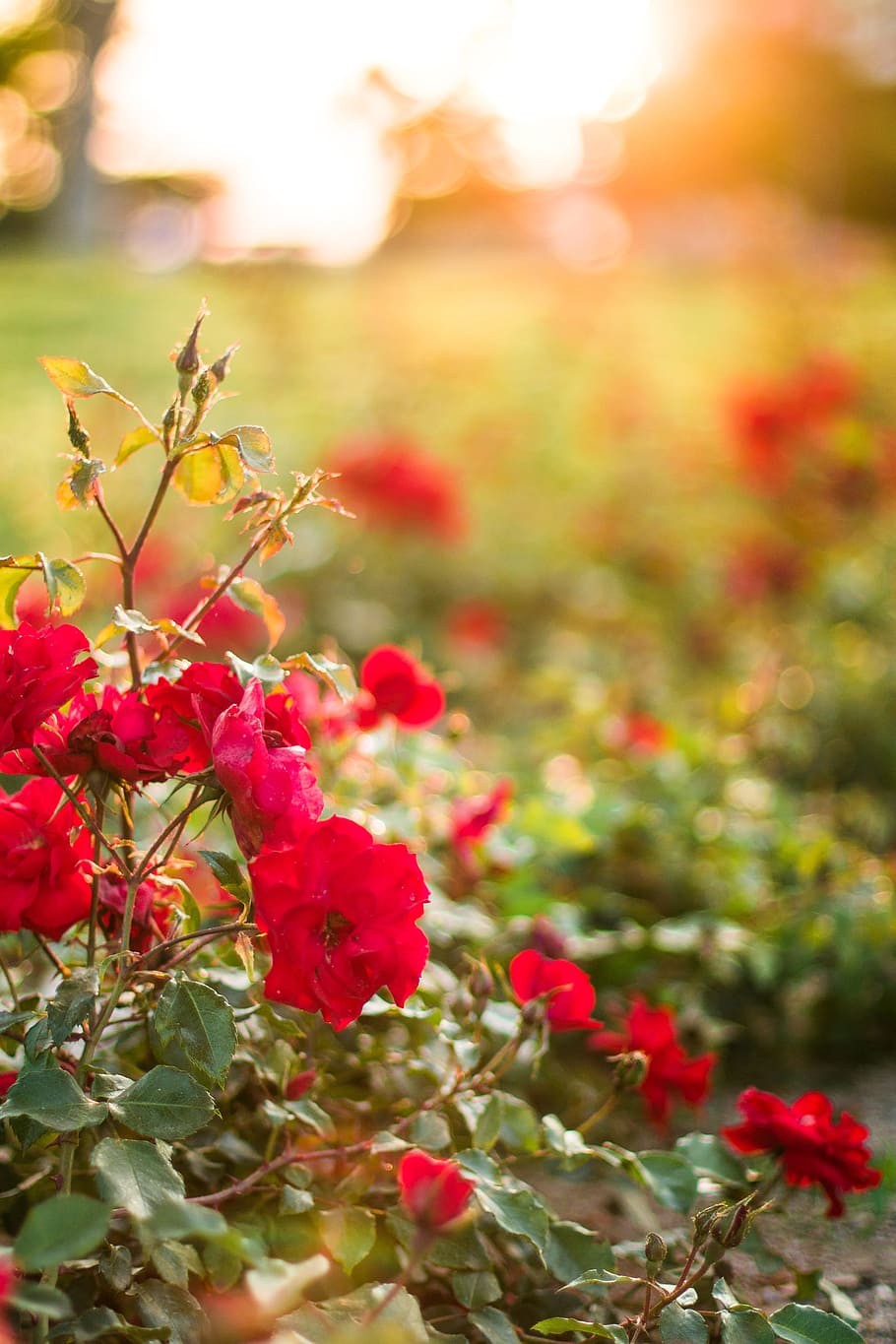 Red Petaled Flower during Daytime, bloom, blossom, flora, flowers HD wallpaper