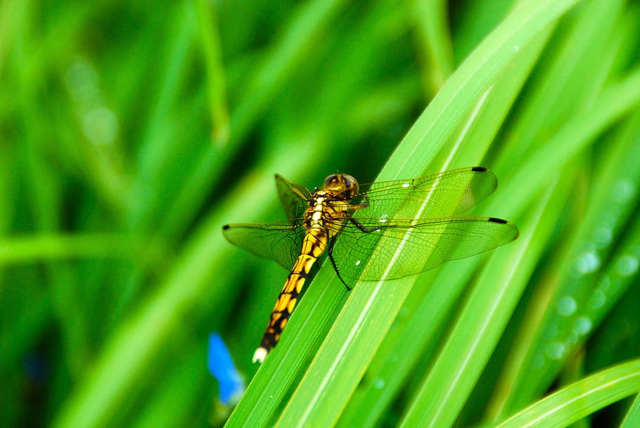 dragonfly, insect, yellow, nature, bug, animal, wildlife, wing HD wallpaper