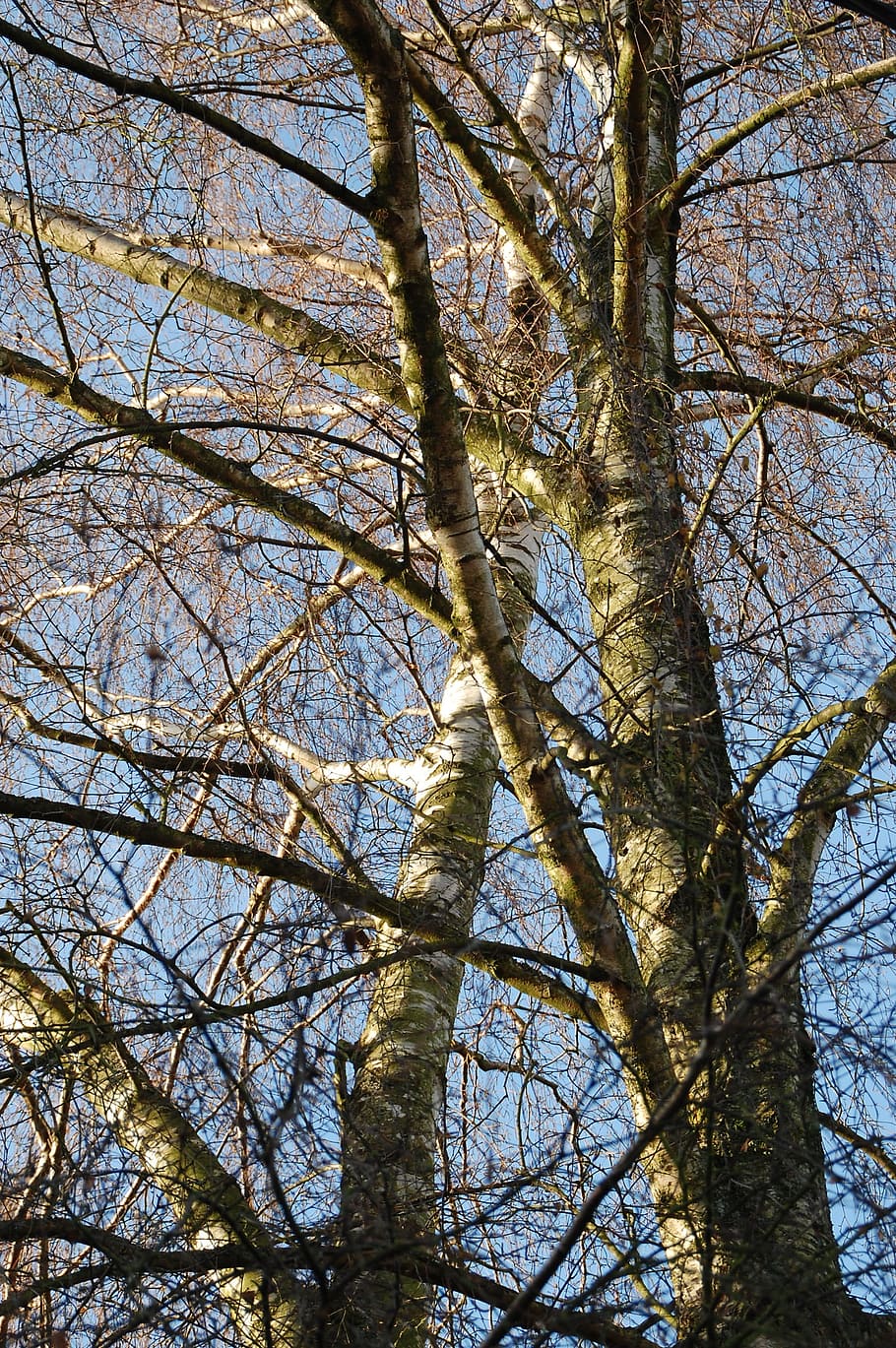 Trees, Nature, Winter, Landscape, branch, low angle view, beauty in nature HD wallpaper