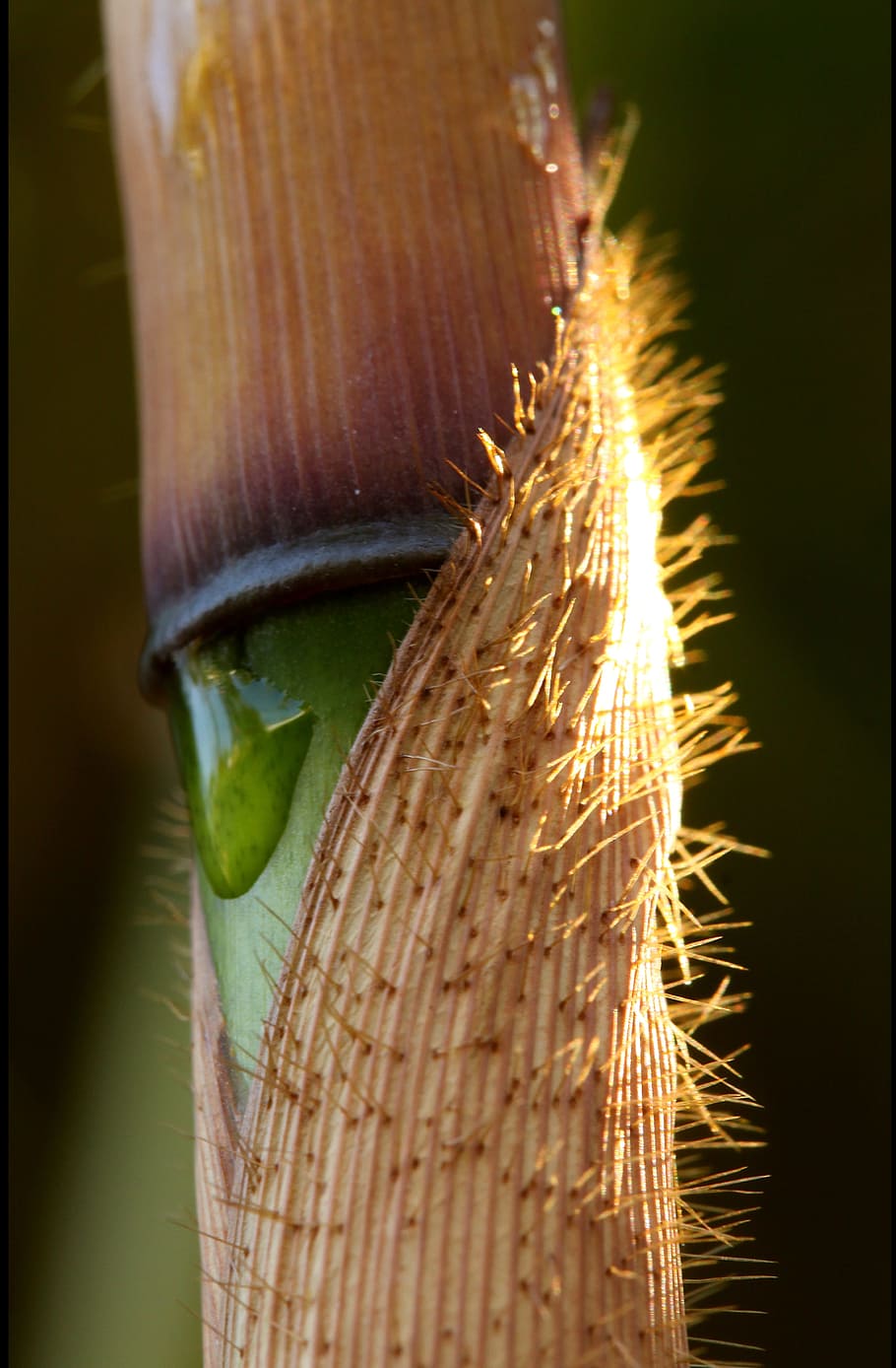 macroshot of brown plant, fargesia, robusta, bamboo, culm, stem HD wallpaper