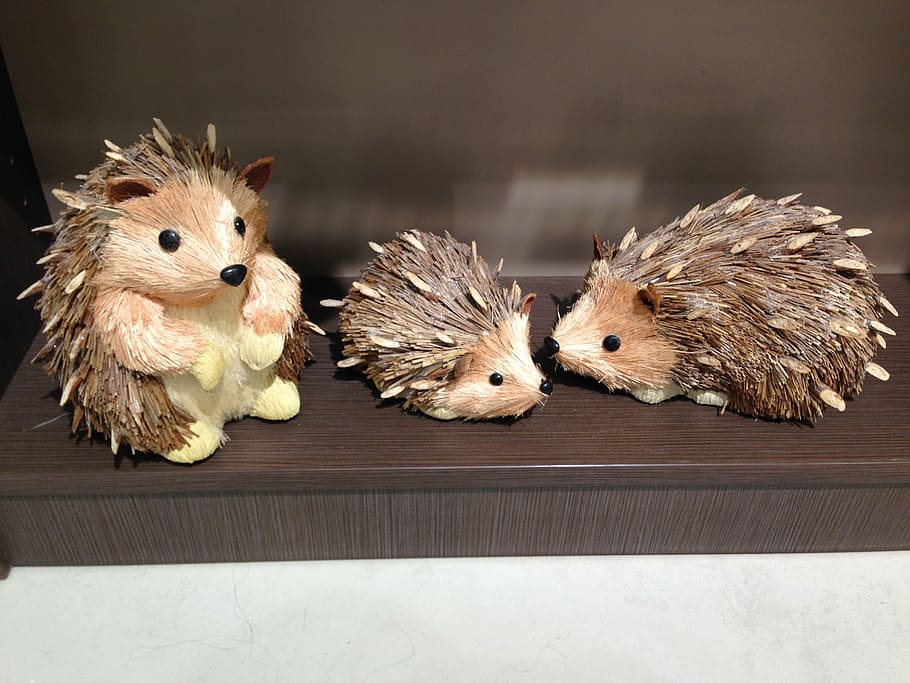 animals, hedgehogs, land animals, mammal, animal themes, group of animals HD wallpaper