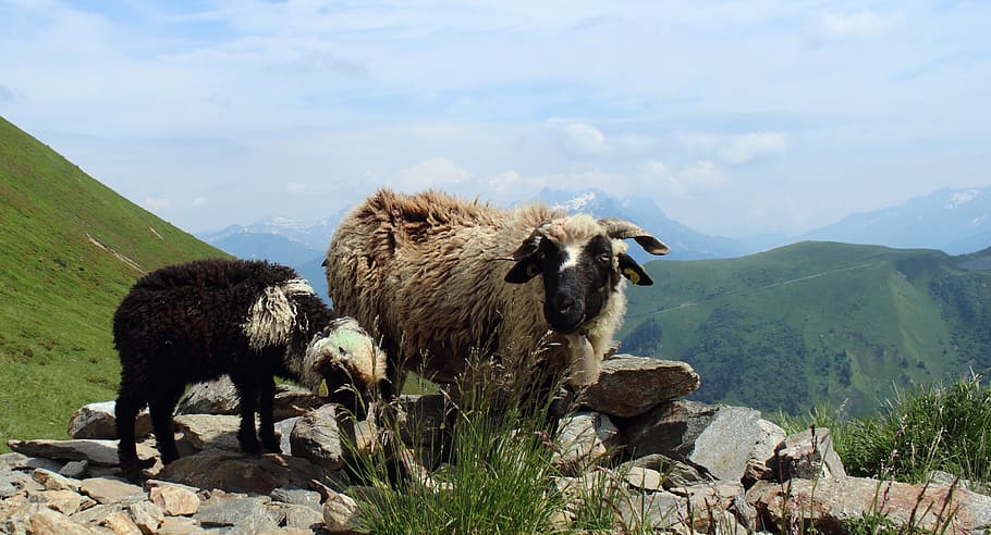 sheep, lamb, natural, expensive, alps, mountain, animal, nature HD wallpaper
