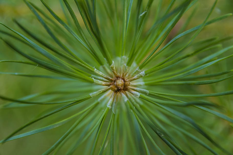 pine needles, green, nature, shots, tree, forest, plant, close-up HD wallpaper