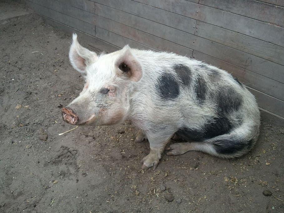 pig, beast, animal, mammal, animal themes, one animal, pets HD wallpaper