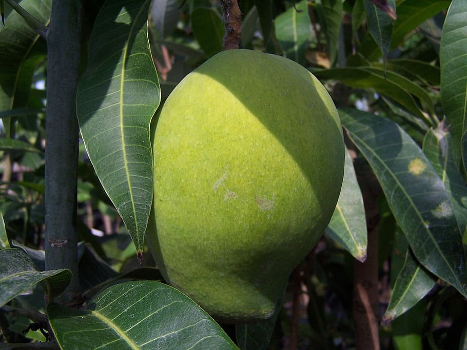 Mango, Fruit, Tropicale, leaf, green color, outdoors, food and drink HD wallpaper