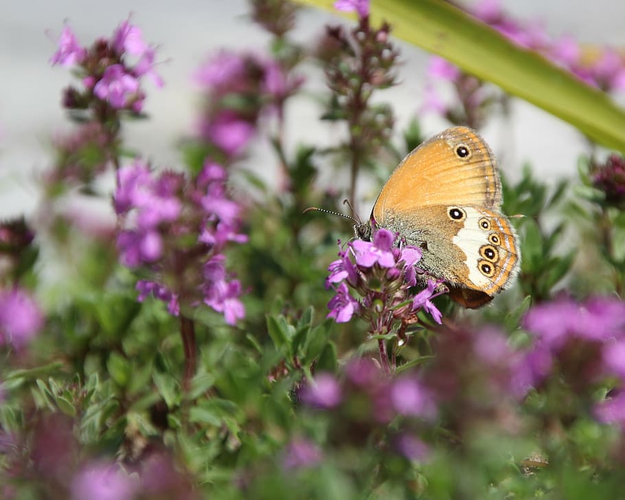 butterfly, public record, insect, butterfly - Insect, nature HD wallpaper