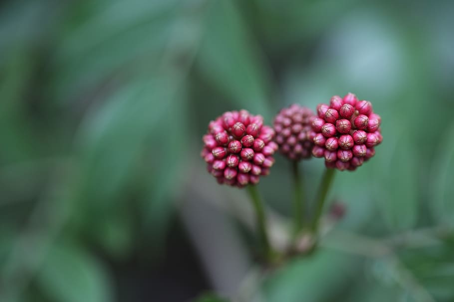 flower, red, spring, plant, nature, grow, outdoor, life, color HD wallpaper