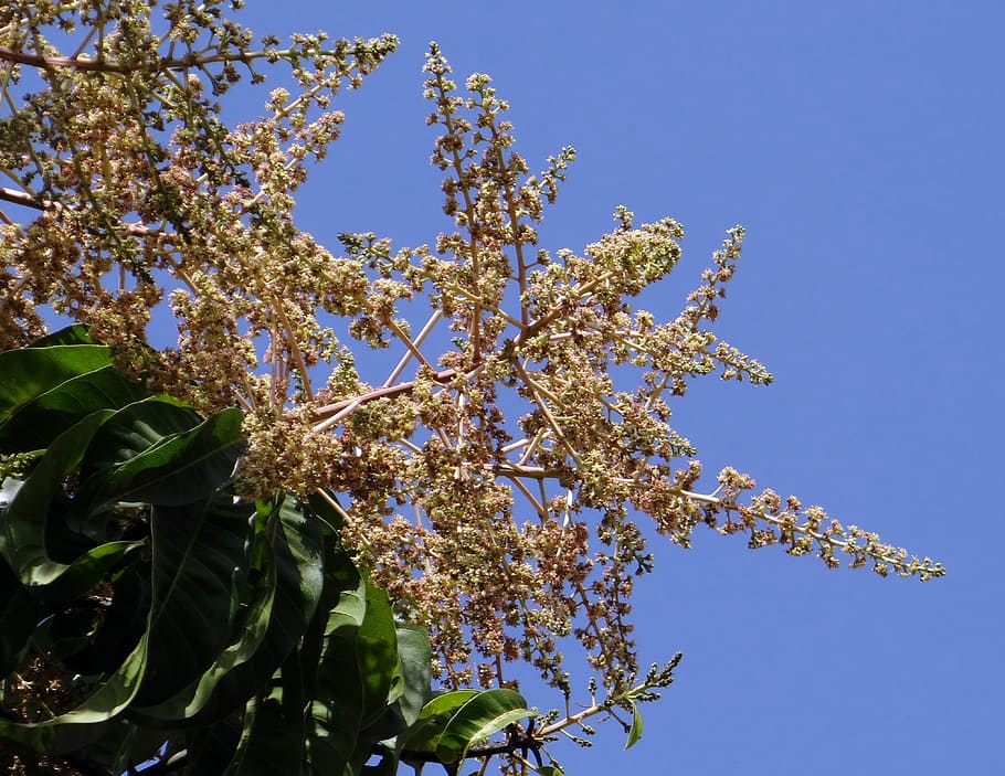 Flowers, Mango, Blossoms, Bloom, mango blossoms, mango bloom HD wallpaper