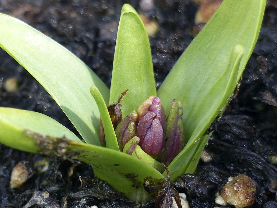 Hyacinth, Spring, Flower, Soil, Pink, flora, garden, nature HD wallpaper