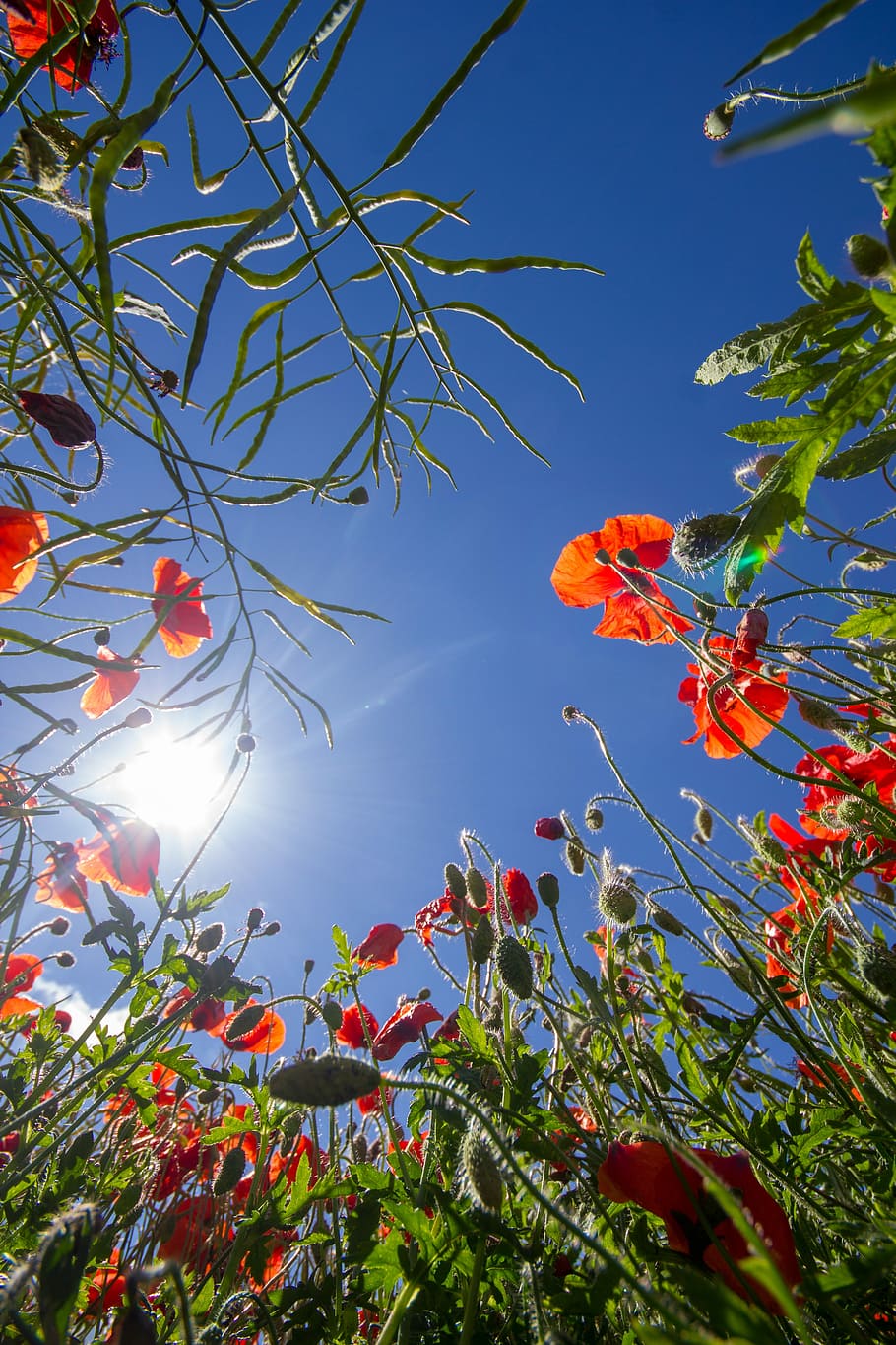 nature, leaf, tree, flower, flora, season, garden, branch, color HD wallpaper