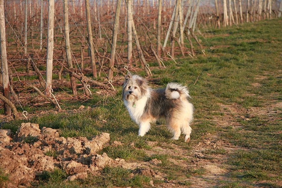 dog, field, outdoors, vineyard, animals in the wild, animal wildlife HD wallpaper