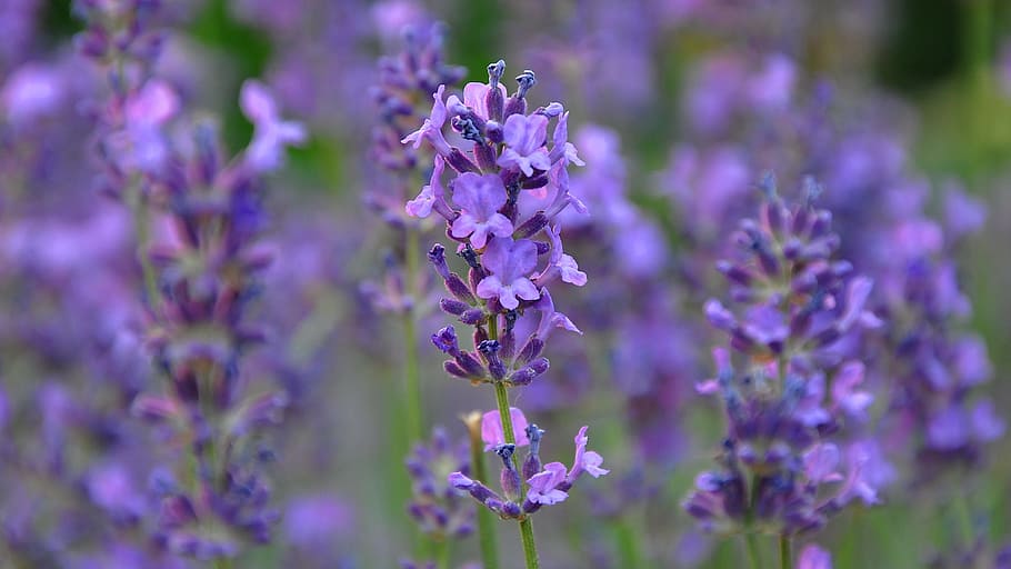 purple broad petaled flowers, lavender, blue, summer, flowering plant HD wallpaper