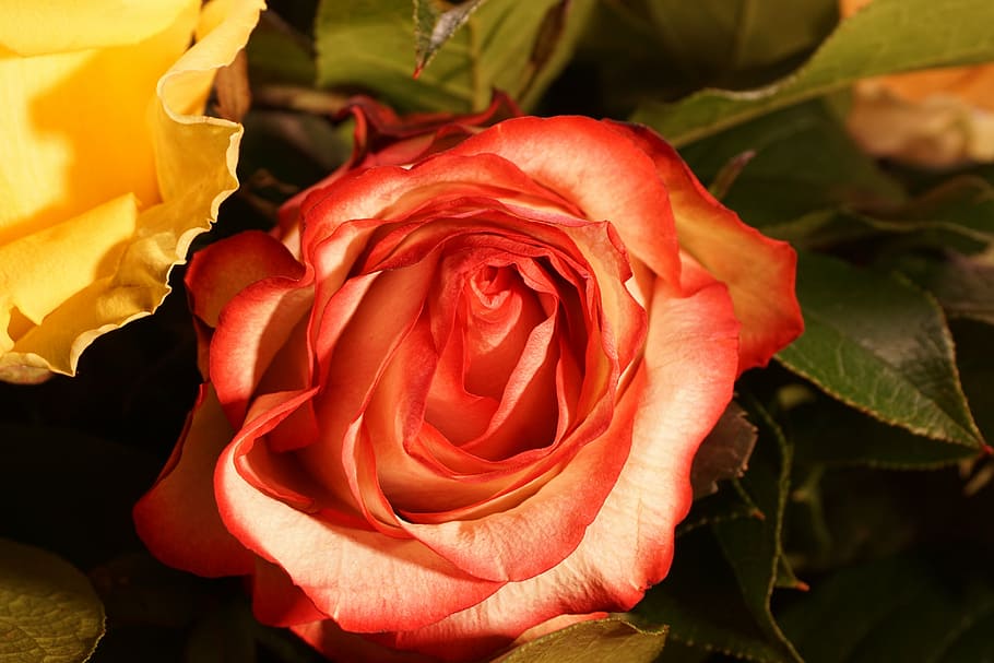 rose, flower, blossom, bloom, nature, red rose, pink rose, bouquet of flowers HD wallpaper