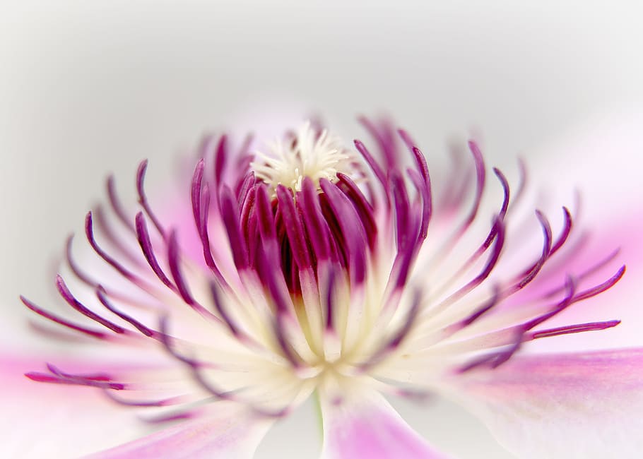 closeup photo of white and purple petaled fower, clematis, blossom HD wallpaper