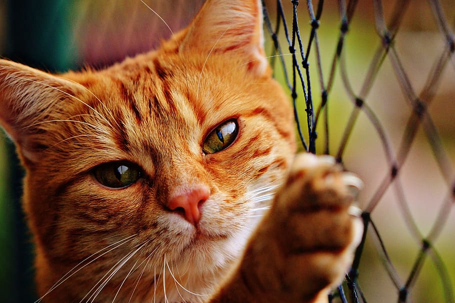 orange Tabby cat holding black fish net, red, cute, mackerel