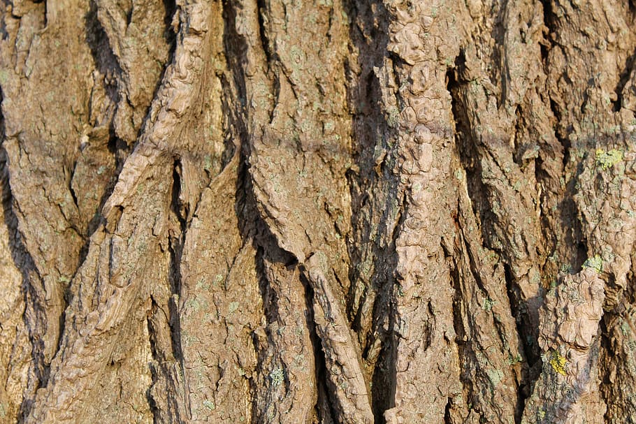 tree, bark, tribe, log, wood, nature, structure, textured, tree trunk HD wallpaper