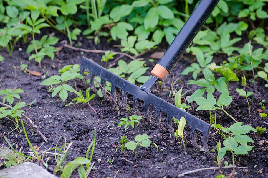 black metal framed rake on grass at daytime, gardening, tool HD wallpaper