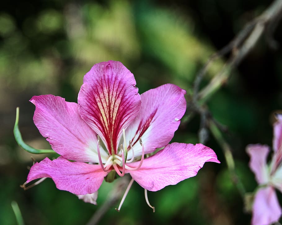 Flower, Natural, Pink, Single, Spring, plant, garden, bloom HD wallpaper