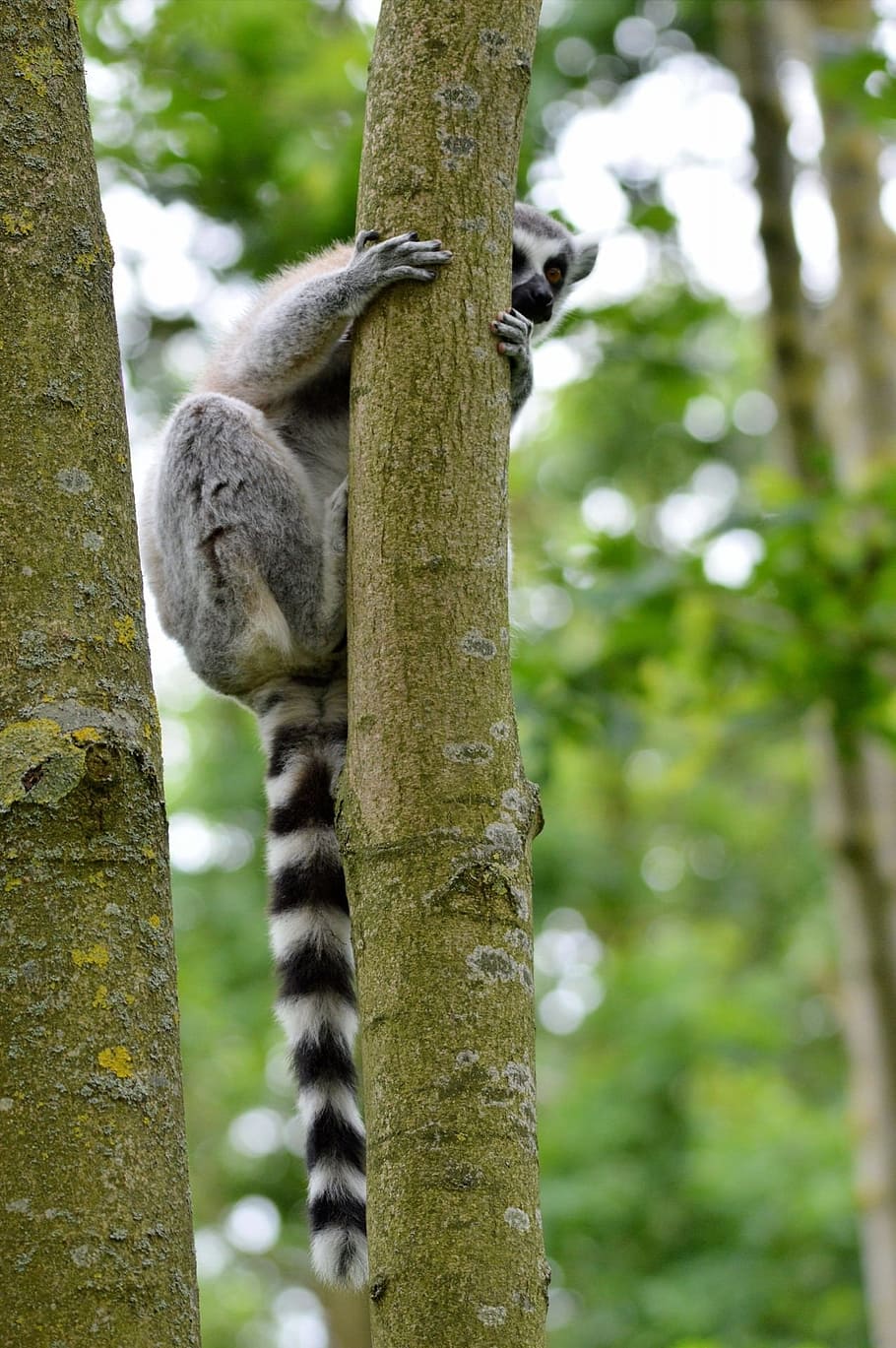 apes, ring-tailed, lemur, animal, wildlife, zoology, mammal HD wallpaper