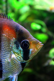 scalar, redback scalar, eye, close, aquarium, fish, water, colorful HD wallpaper