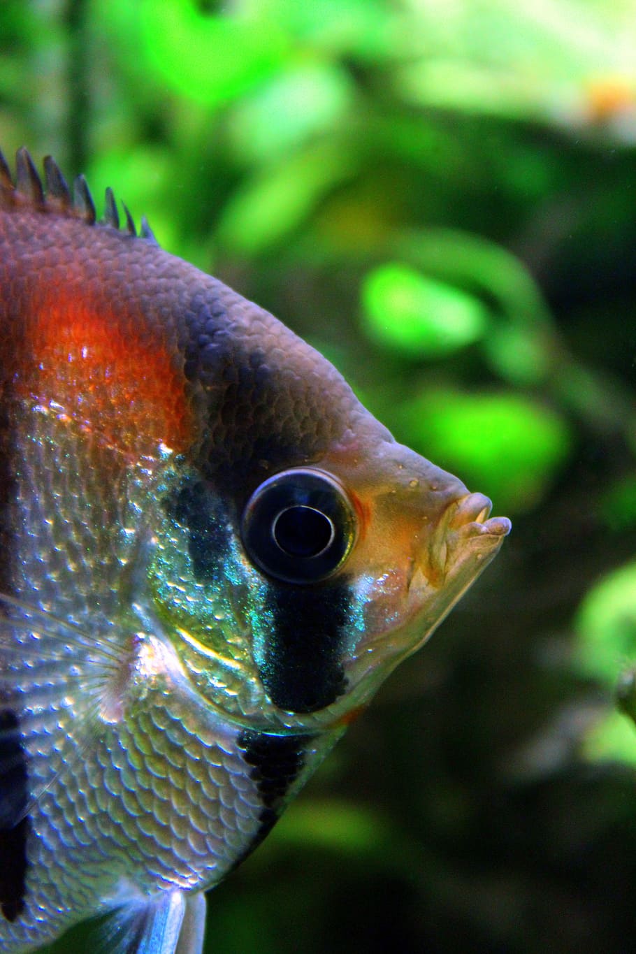 Hd Wallpaper Scalar Redback Scalar Eye Close Aquarium Fish Water Colorful Wallpaper Flare