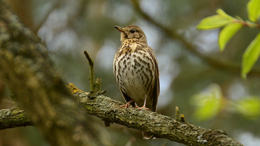 beautiful, presented, drozd, animal themes, animal wildlife HD wallpaper
