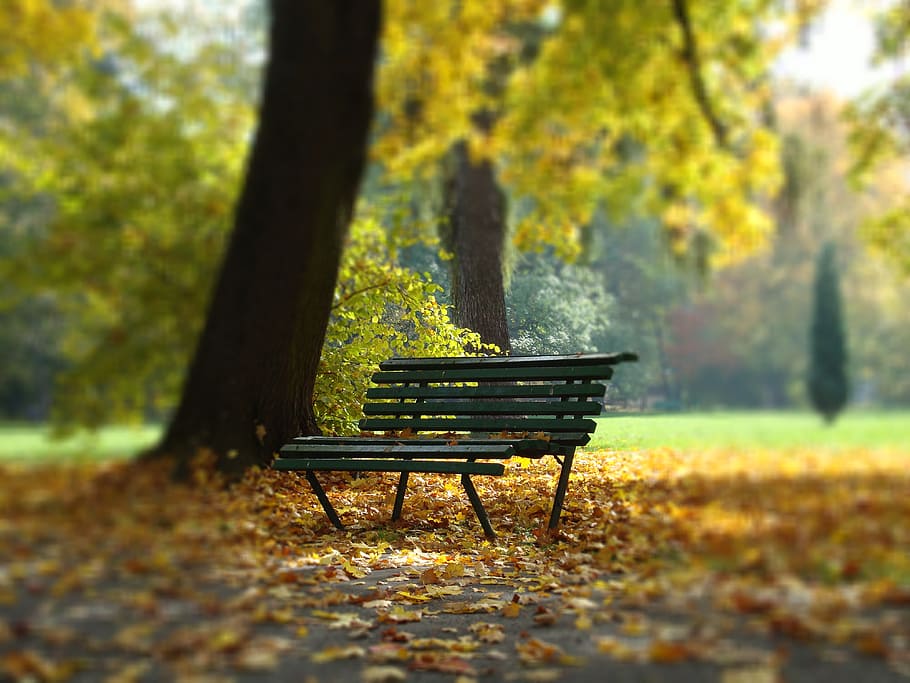 black chair under tree, kraków, poland, landscape, park, plant HD wallpaper