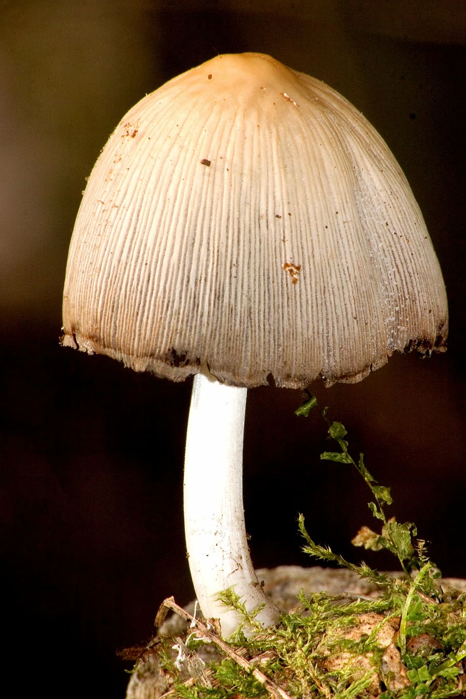 mushroom, forest, moss, fungus, vegetable, close-up, plant HD wallpaper