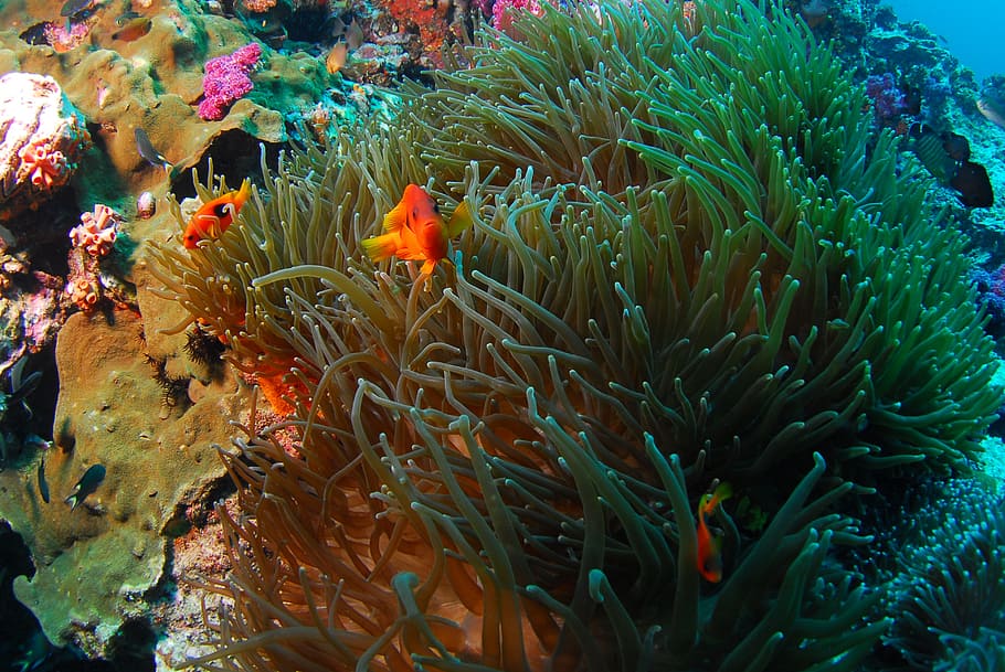 green seaweeds, diving, underwater, scuba, animals in the wild HD wallpaper