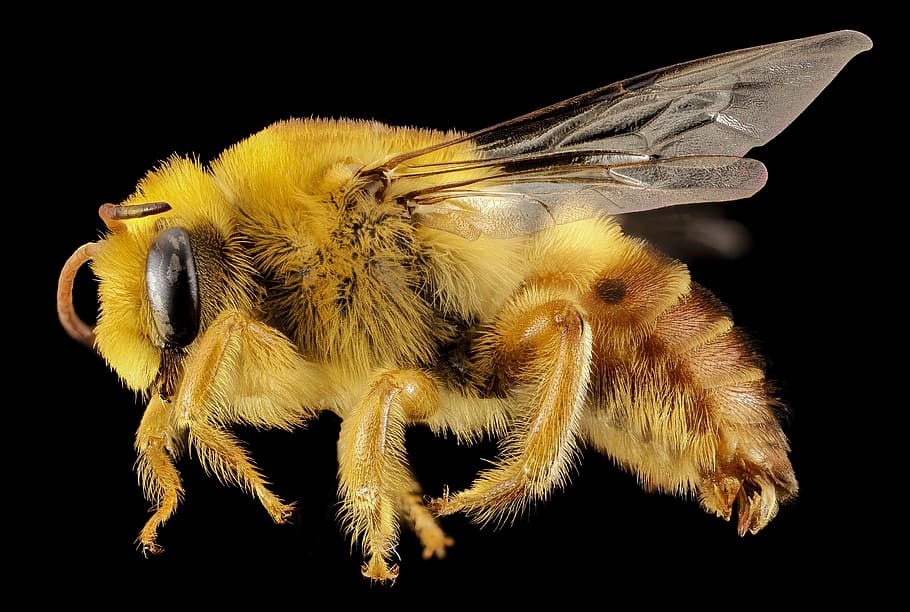 honeybee illustration, plasterer bee, insect, macro, profile HD wallpaper
