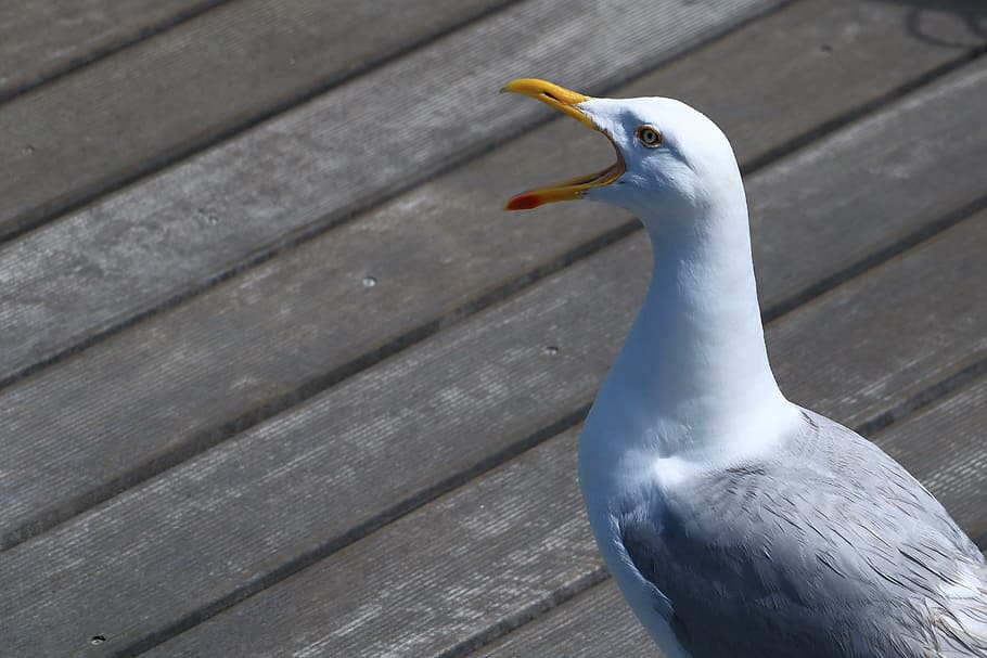 Seagull, Cry, Port, one animal, animals in the wild, animal themes HD wallpaper