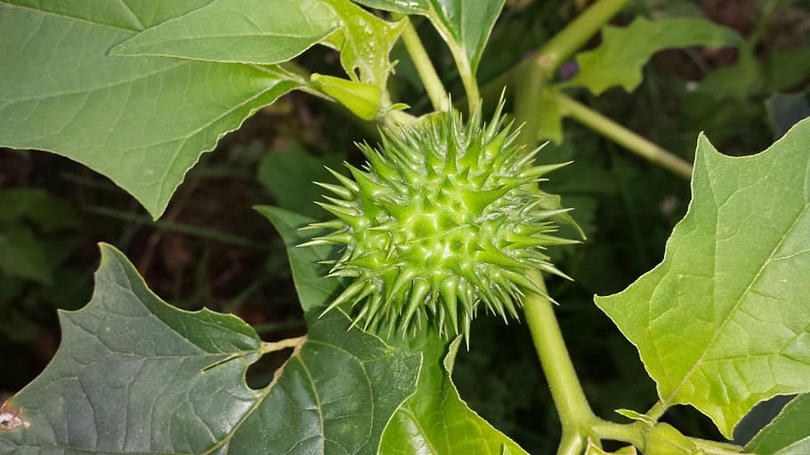 thorn apple, green, plant, nature, leaf, plant part, green color HD wallpaper