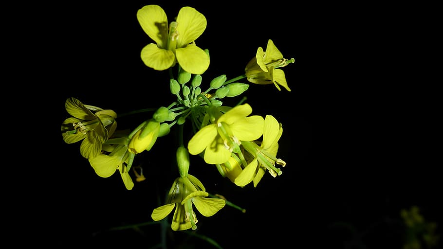 flowers, yellow, nature, spring, floral, plant, black background HD wallpaper