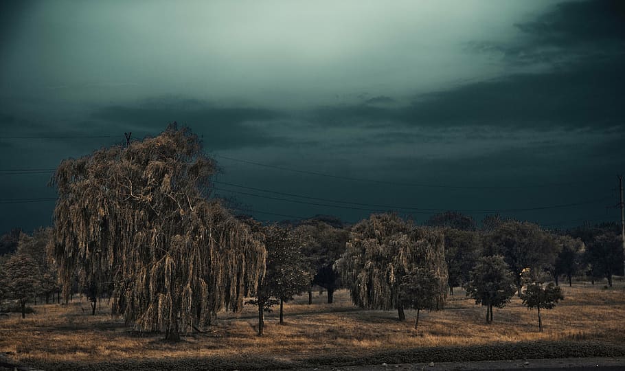 thunderstorm, beach, willow, summer, sky, tree, plant, tranquility HD wallpaper